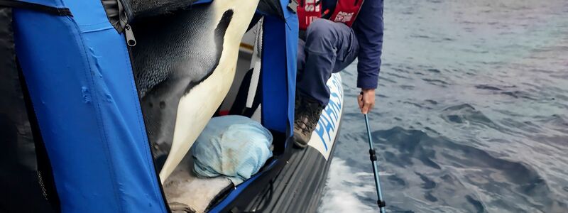 Der Kaiserpinguin ist zur Freude seiner Betreuer wieder in Freiheit (Handout). - Foto: Miles Brotherson/Department of Biodiversity, Conservation and Attractions/AP