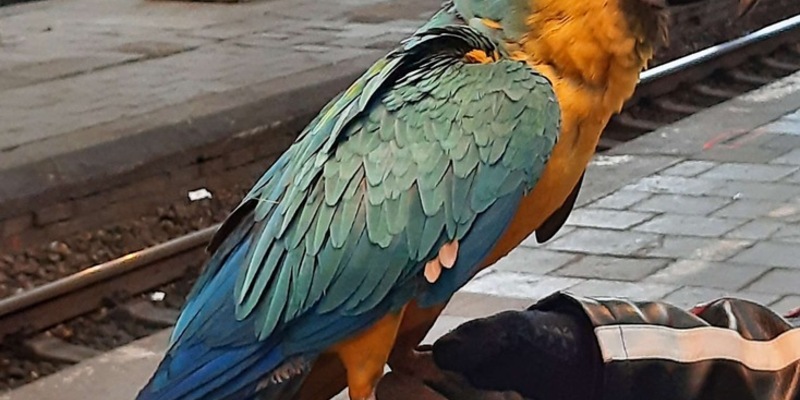 BPOL NRW: Bundespolizei stellt entflogenen Papagei im Hauptbahnhof Hagen sicher - Foto: presseportal.de