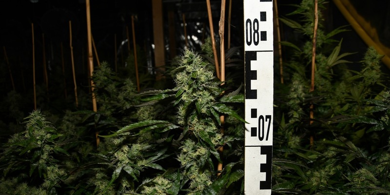 POL-ME: Polizei stellt zwei Cannabis-Plantagen sicher - Langenfeld - 2411085 - Foto: presseportal.de
