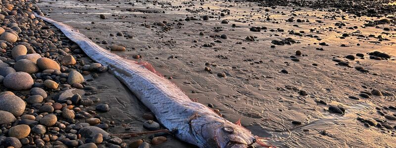 Riemenfische fallen durch ihre Länge und durch hellrote Flossen auf.  - Foto: Alison Laferriere/Scripps Institution of Oceanography/dpa