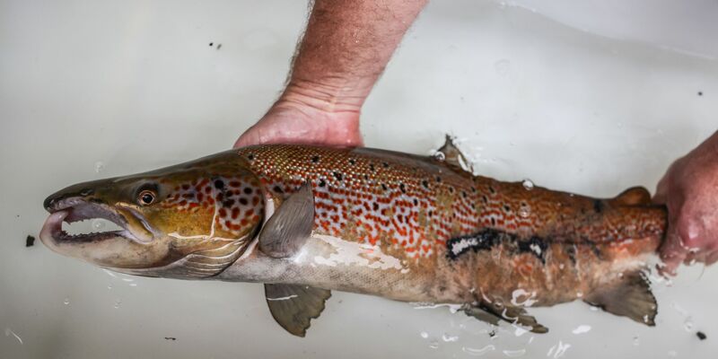 Bis zur vollständigen Laichreife bleiben die Lachse im Wildlachszentrum und werden anschließend wieder freigelassen. - Foto: Oliver Berg/dpa