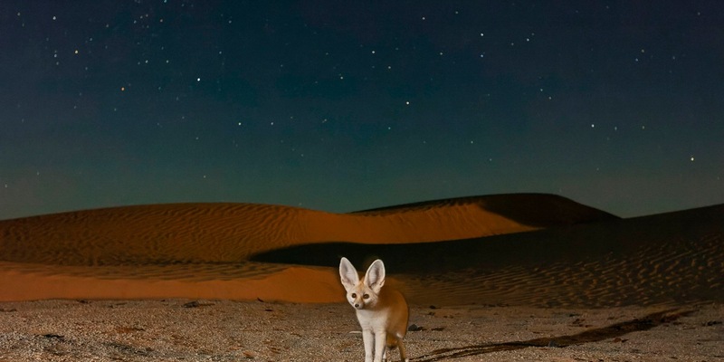 Terra X: Säugetiere: neue sechsteilige BBC/ZDF-Dokureihe - Foto: presseportal.de