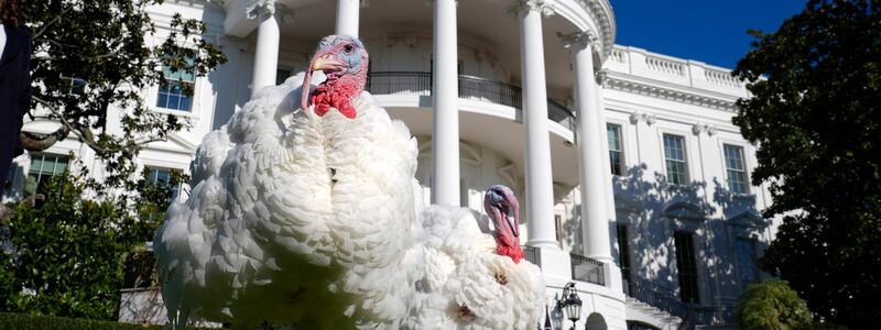 Die Begnadigung von Truthähnen durch den Präsidenten hat eine lange Tradition.  - Foto: Susan Walsh/AP