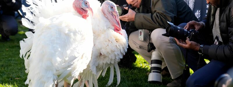 Die beiden Truthähne «Peach» und «Blossom» kommen nicht auf den Esstisch.  - Foto: Mark Schiefelbein/AP