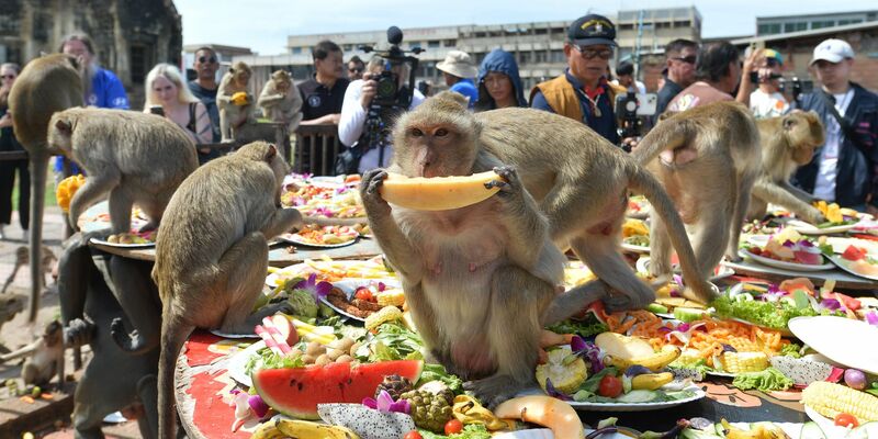 Die Affen speisen in einem alten Khmer-Tempel. - Foto: Rachen Sageamsak/XinHua/dpa
