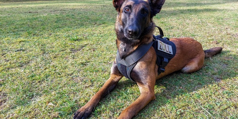 HZA-DU: Hauptzollamt Duisburg stellt Zigaretten und Rauschgift bei der Einreise nach Deutschland sicher - 30.000 unversteuerte Zigaretten / Zollhündin Frieda findet eine Vielfalt an Rauschgift - Foto: presseportal.de
