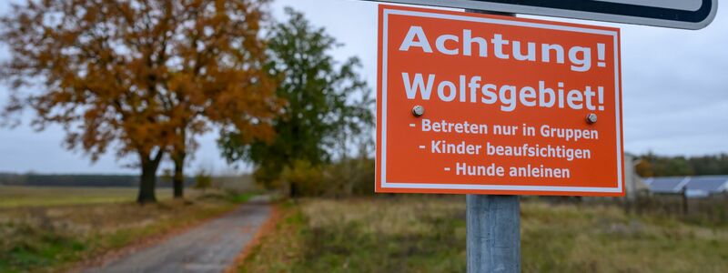 In Deutschland sind 209 Wolfsrudel nachgewiesen. (Archivbild) - Foto: Patrick Pleul/dpa