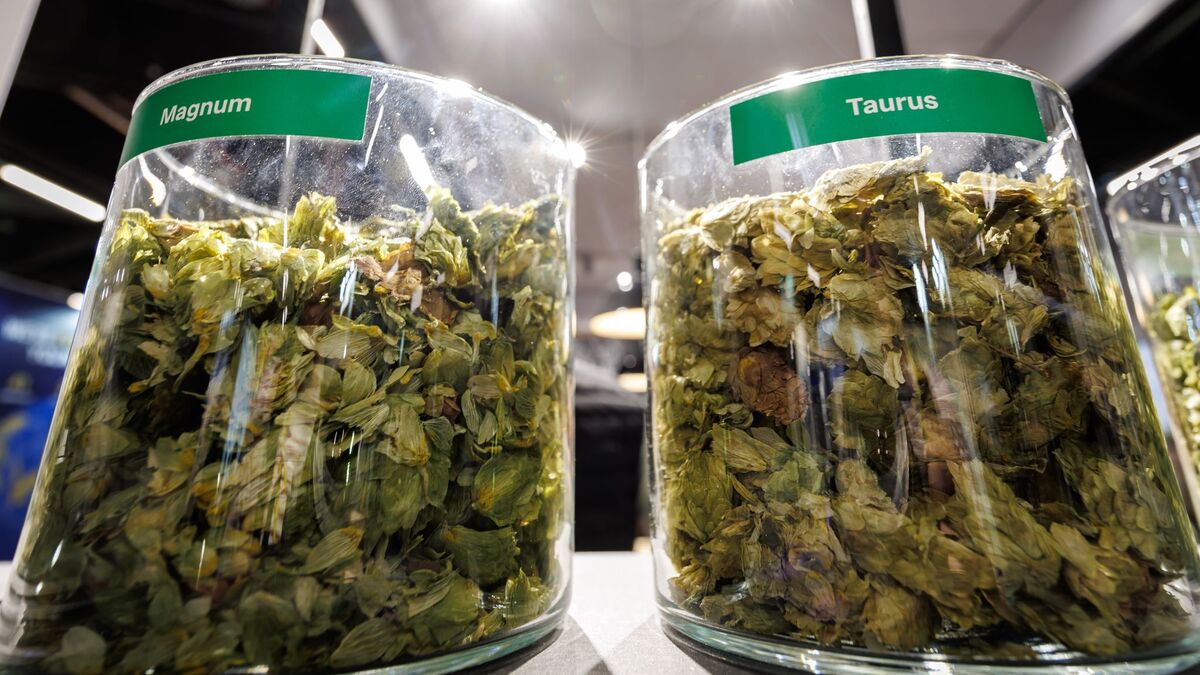 Die deutschen Hopfenbauern stehen wegen des Rückgangs des Bierkonsums und den Folgen des Klimawandels massiv unter Druck.  - Foto: Daniel Karmann/dpa