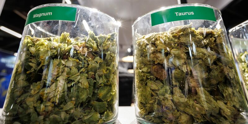 Die deutschen Hopfenbauern stehen wegen des Rückgangs des Bierkonsums und den Folgen des Klimawandels massiv unter Druck.  - Foto: Daniel Karmann/dpa