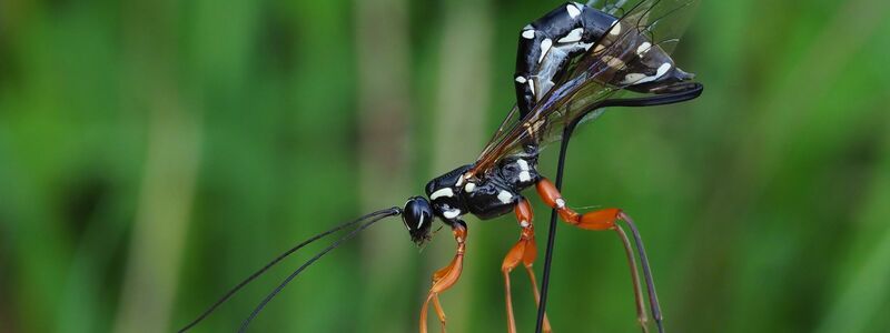 Rhyssa persuasoria erkennt die von Holzwespen befallenen Bäume am Geruch. - Foto: Frank Vassen/Senckenberg Gesellschaft für Naturforschung/dpa