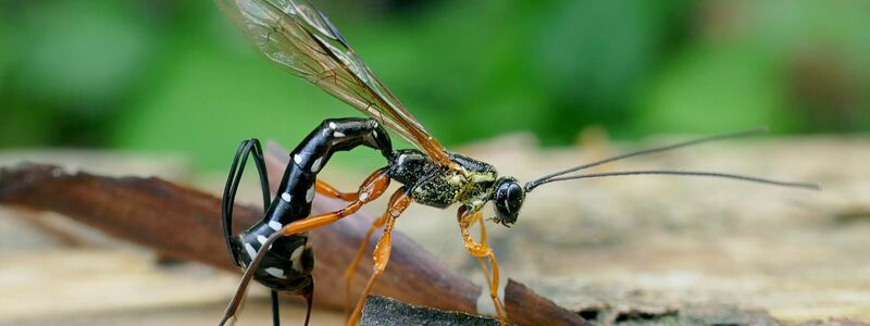 Die Schlupfwespen-Larve frisst die Holzwespen-Larve auf. - Foto: Matej Schwarz/Senckenberg Gesellschaft für Naturforschung /dpa