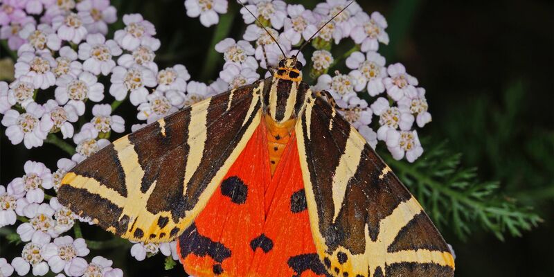 Schwarz-weiß und orangerot: So sieht der «Schmetterling des Jahres», die Spanische Flagge, aus.  - Foto: T.Laußmann/BUND/dpa