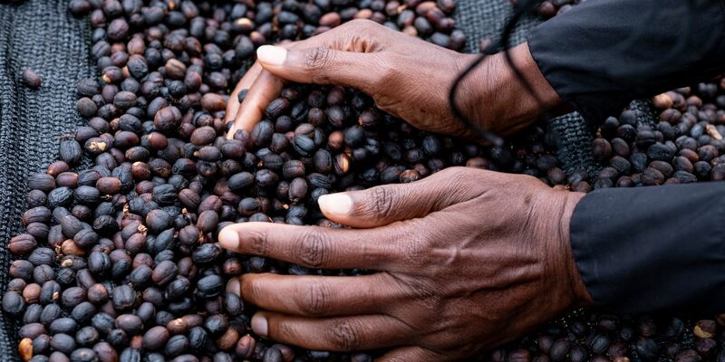 Rohkaffee wird in diesen Tagen zu Rekordpreisen an den Rohstoffbörsen gehandelt. - Foto: Fabian Sommer/dpa