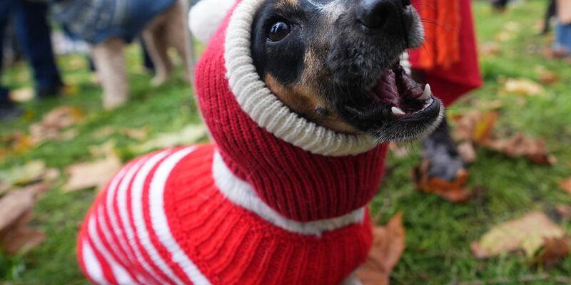 Dutzende Hunde und ihre Herrchen und Frauchen waren bei der Aktion dabei. - Foto: James Manning/PA Wire/dpa