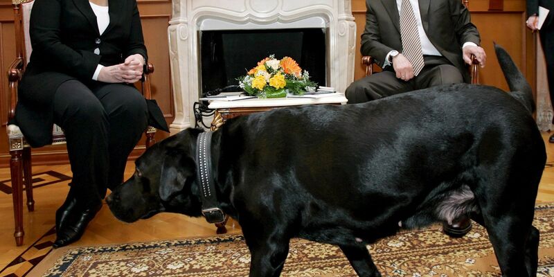 Dass Merkel in ihren Memoiren davon ausgeht, dass Putin 2007 seinen Labrador ins Zimmer ließ, um ihr Angst zu machen, wertet der Kreml als fehlende Dialogbereitschaft der Ex-Kanzlerin (Archivbild) - Foto: Dmitry Astakhov/epa/dpa