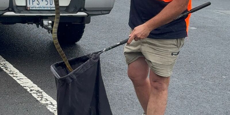 In Australien musste sich eine Frau vor einer tödlichen Giftschlange aus ihrem Auto retten. (Foto Handout) - Foto: --/Victoria Police/dpa