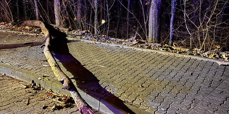 FW-Schermbeck: Umgestürzter Baum - Foto: presseportal.de