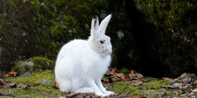 Tierischer Verwandlungskünstler: Der Alpenschneehase ist das Tier des Jahres 2025 - Foto: presseportal.de