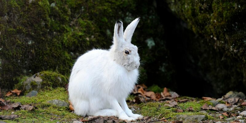 Das Sommerfell soll die Hasen schwerer sichtbar machen für Füchse, Marder, Raben und Greifvögel. - Foto: Stefan Huwiler/Imagebroker/ DeutscheWildtierStiftung/dpa