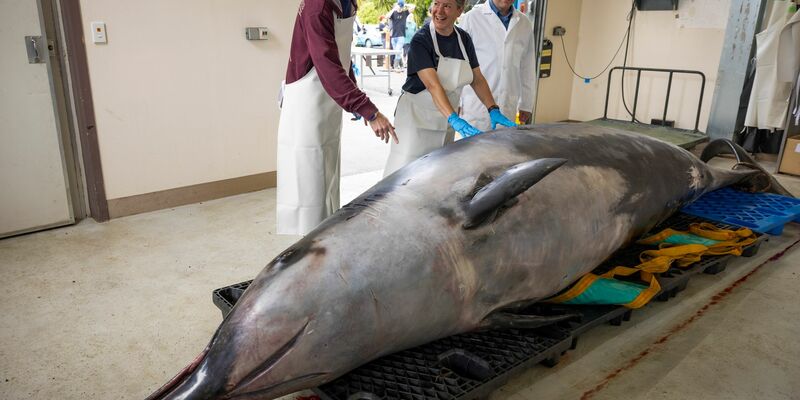 Der Wal-Experte Anton van Helden erhofft sich neue Erkenntnisse zu den Walen. - Foto: Derek Morrison/AP/dpa