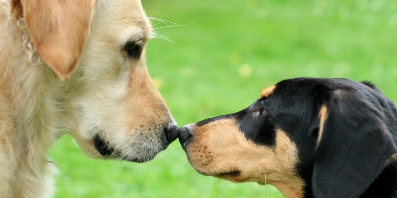 Atemwegsinfektionen beim Hund: Bellender Husten ist ein Alarmzeichen - Foto: presseportal.de