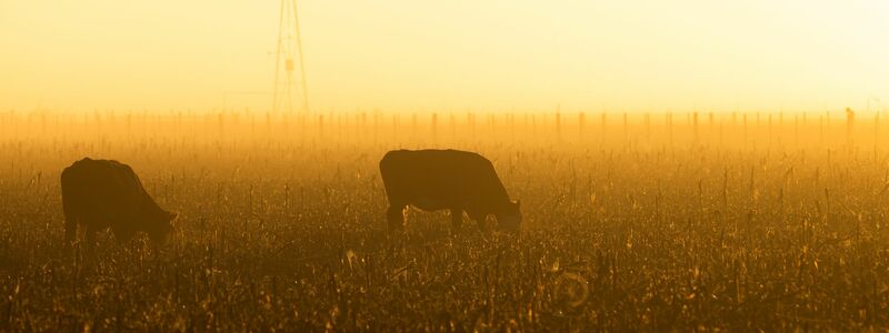 Bauern in der EU befürchten, dass sie in einen neuen Preiskampf gezwungen werden. (Archivbild)  - Foto: Martin Cossarini/dpa