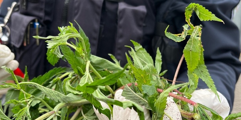 POL-ME: Säcke voller Cannabis-Pflanzen entdeckt: Polizei ermittelt - Langenfeld - 2412023 - Foto: presseportal.de