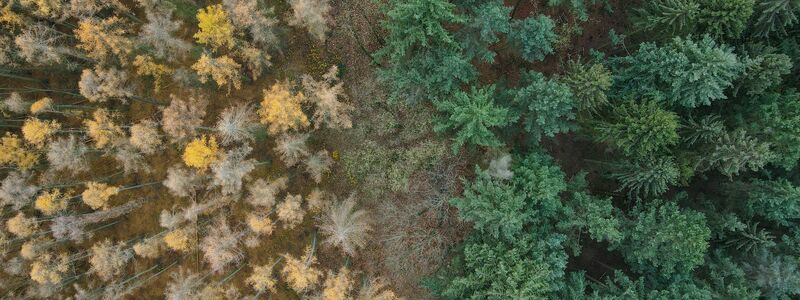 Die Lärche (links) ist ein Nadelbaum, wirft ihre Nadeln aber im Herbst ab. (Archiv) - Foto: Patrick Pleul/dpa-Zentralbild/dpa