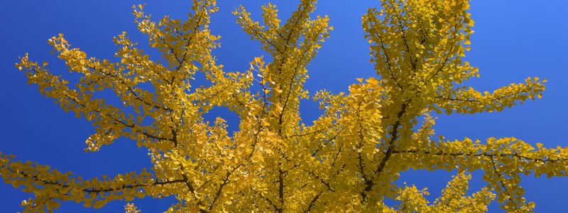 Ginkgos gehören weder zu den Laub- noch zu den Nadelbäumen. (Archivbild) - Foto: Patrick Pleul/dpa-Zentralbild/ZB