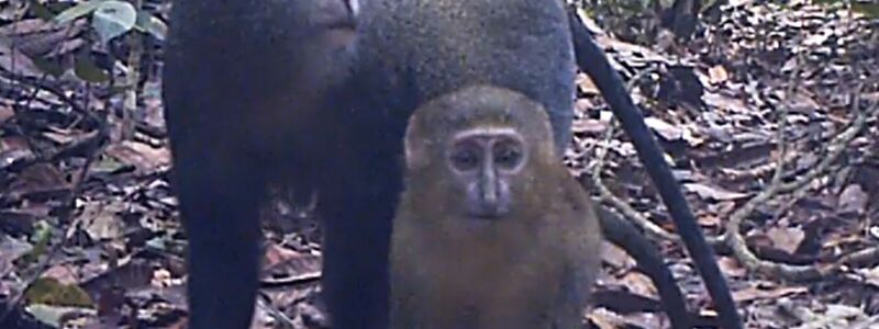  Lesula-Affen (Cercopithecus lomamiensis) sind der Wissenschaft erst seit 2012 bekannt. (Handout) - Foto: Charlene Korchia/-/dpa