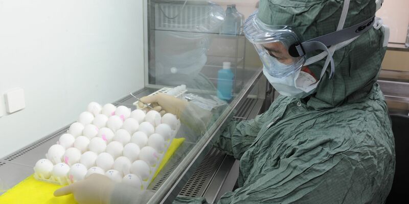 Grippeimpfstoffe werden zumeist mit Hühnereiern hergestellt. (Archivbild) - Foto: Ralf Hirschberger/dpa-Zentralbild/dpa