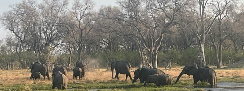 Landwirtin Rebecca Gatshele bereitet ein Gemisch aus Chili und Elefantendung zu, dass sie auf ihrem Feld verbrennt, um Elefanten davon abzuhalten, ihre Ernte zu fressen. - Foto: Kristin Palitza/dpa