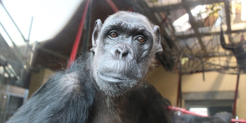Die ungewöhnlichsten DHL-Lieferungen 2024 / Ein besonderer Jahresrückblick des Weltmarktführers der Logistik - Foto: presseportal.de