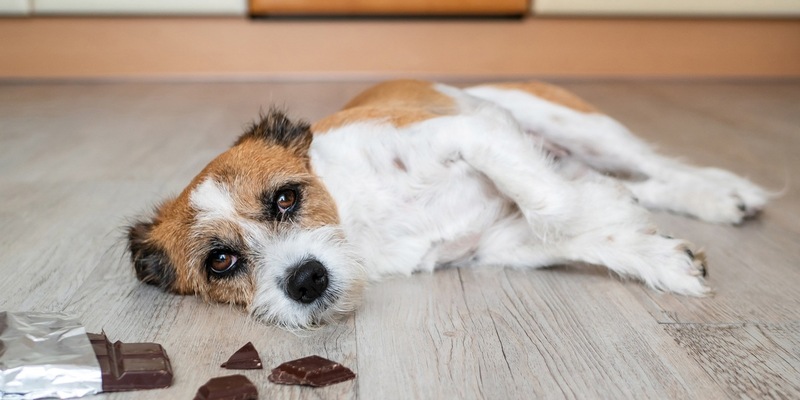 Sicher durch die Weihnachtszeit: Worauf Tierhalter jetzt achten müssen - Foto: presseportal.de