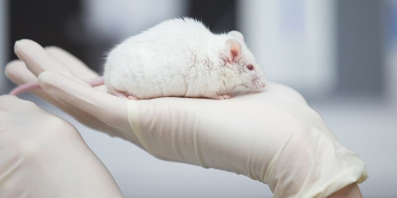 Mäuse werden besonders häufig in Tierversuchen eingesetzt. (Symbolbild) - Foto: Friso Gentsch/dpa