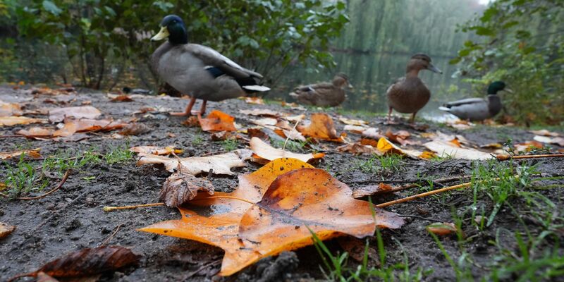 Die Deutsche Wildtier Stiftung warnt eindringlich davor, Enten mit Brot zu füttern. (Archivbild) - Foto: Marcus Brandt/dpa