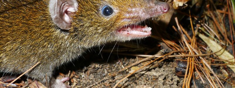 Der Kleine Rattenigel hat weiches Fell und scharfe Reißzähne. - Foto: Alexei V. Abramov/WWF/dpa