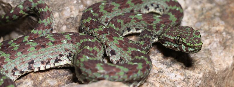 Eine grün-schwarze Grubenotter (Trimeresurus ciliaris) scheint Wimpern zu haben. - Foto: Parinya Pawangkhanant/WWF/dpa