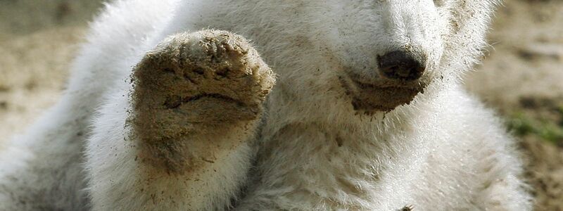 Eisbär Knut löste einen Hype aus (Archivbild).  - Foto: picture alliance / dpa