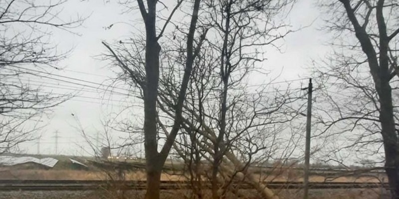 BPOL-FL: Baum in Oberleitung sorgt für Einsatz der Bundespolizei - Foto: presseportal.de