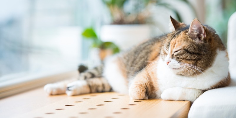 Arthrose bei Katzen: schmerzhaft und doch oft unerkannt - Foto: presseportal.de