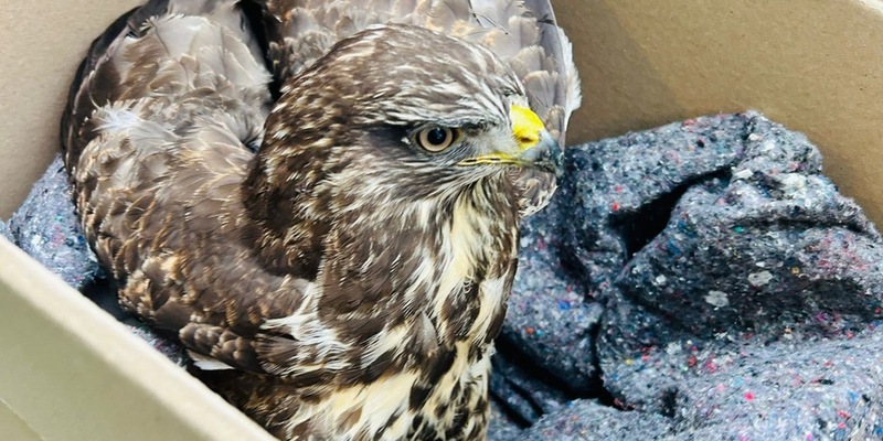POL-HI: Verletzter Greifvogel legt Verkehr auf der A7 lahm - Beamte der Autobahnpolizei Hildesheim als Tierretter im Einsatz - Foto: presseportal.de