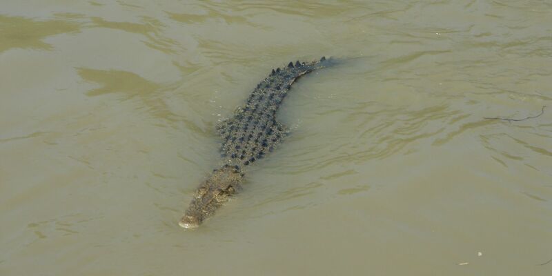 In Indonesien hat ein Krokodil eine Frau getötet. (Symbolbild) - Foto: Carola Frentzen/dpa