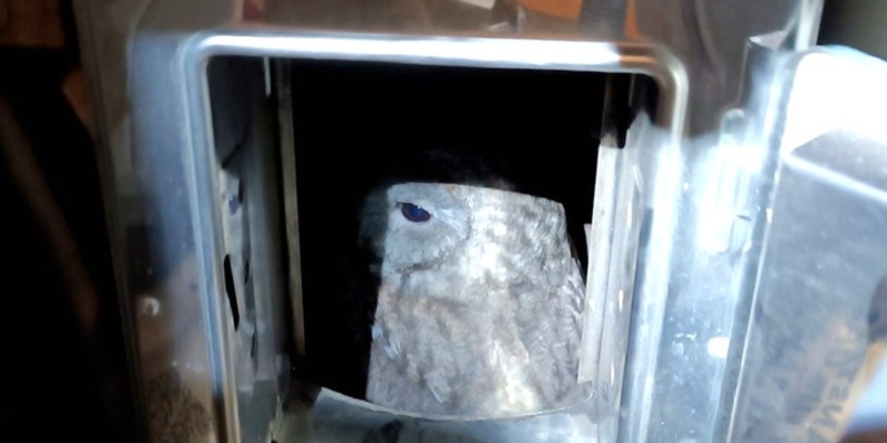 FW-M: Waldkauz in Kamin gefangen (Bogenhausen) - Foto: presseportal.de