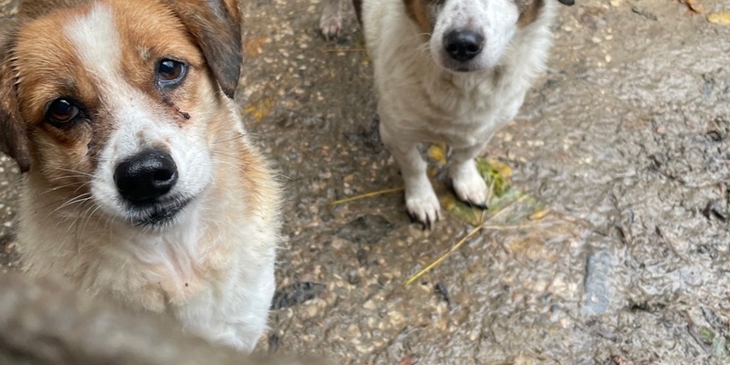 POL-STD: Veterinäramt Landkreis Stade nimmt Hundehalterin Tiere weg - Polizei unterstützt, Kupferdiebe an zwei Firmengebäuden in Stade, Zwei Autos am Horneburger Bahnhof aufgebrochen - Foto: presseportal.de