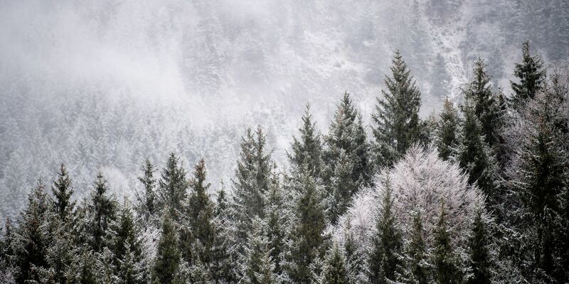 Viele Menschen wollen einen Weihnachtsbaum im Wald selbst schlagen. (Illustration) - Foto: Matthias Balk/dpa