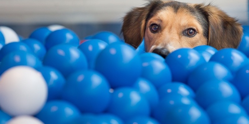Tierisch gutes Teamwork: Fressnapf und PAYBACK machen weiter gemeinsame Sache! - Foto: presseportal.de