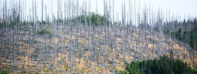 Schädlinge wie der Borkenkäfer, Trockenheit und Klimawandel setzen dem deutschen Wald schwer zu. (Archivbild) - Foto: Julian Stratenschulte/dpa