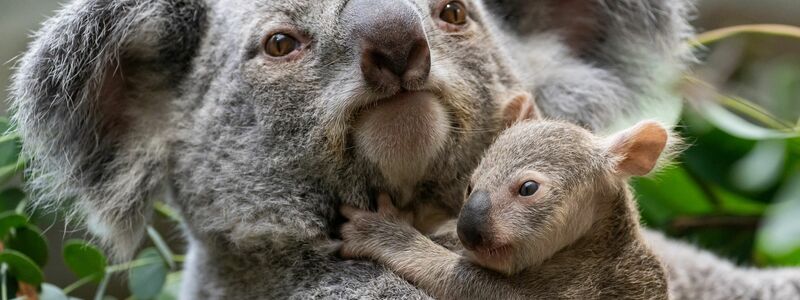 Die kleinen Baby-Koalas haben ihre Beutel verlassen. - Foto: Birgger Meierjohann/Wilhelma Stuttgart/dpa