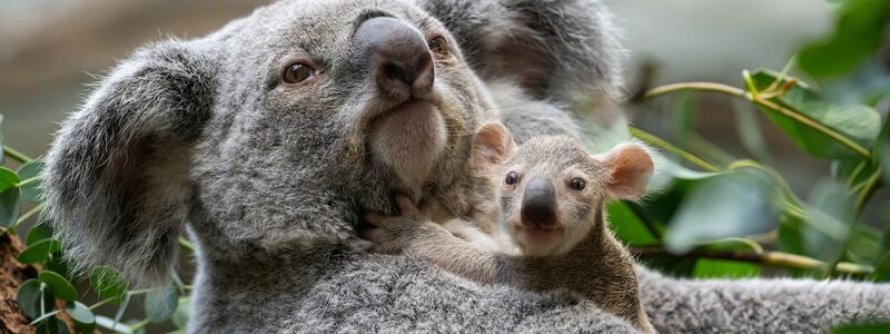 Die kleinen Baby-Koalas schauen ab und an schon neugierig, was sich um sie herum so tut. - Foto: Birger Meierjohann/Wilhelma/dpa